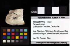 Foto (Objket + Etiketten) von Decapoda indet. 